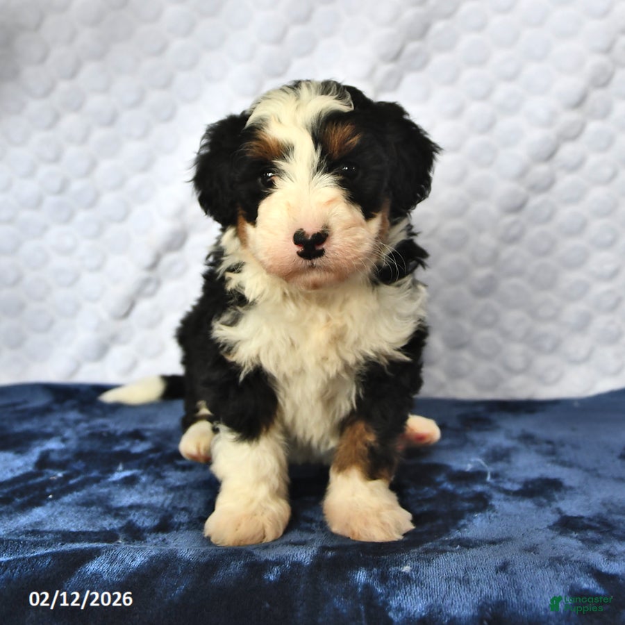 Mini Bernedoodle dogs Diamond - Ad 2