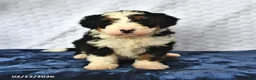 Mini Bernedoodle dogs for sale: Diamond - Ad 2