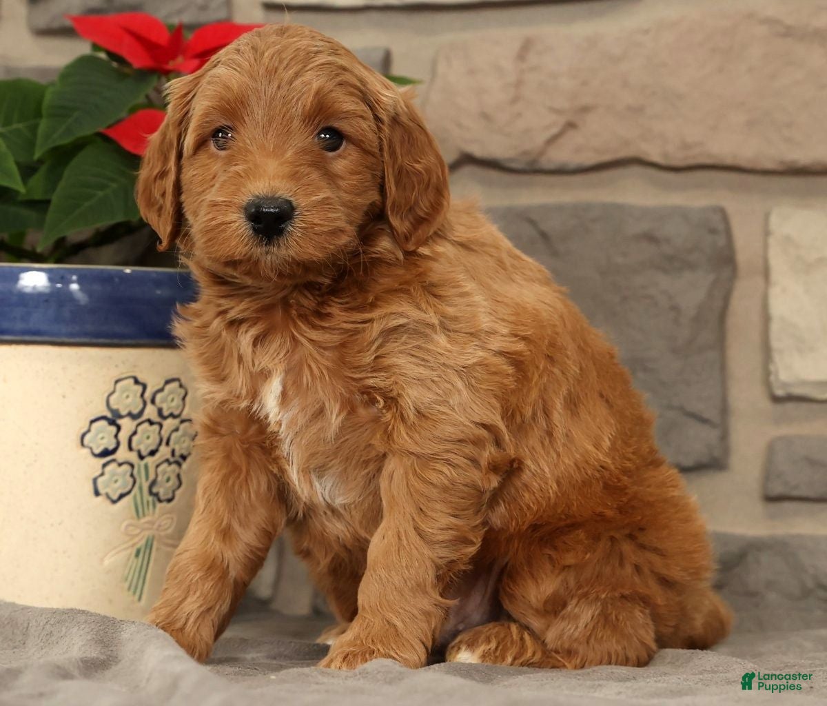 Mini Goldendoodle dogs Sarge - Ad 14