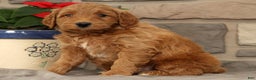 Mini Goldendoodle dogs for sale: Sarge - Ad 1