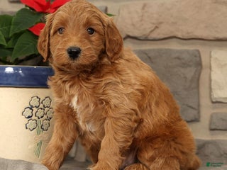Mini Goldendoodle dogs Sarge - Ad 14