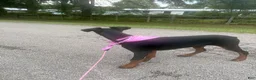 Doberman Pinscher dogs for sale: Doberman Pinscher , zebedy  - Ad 2