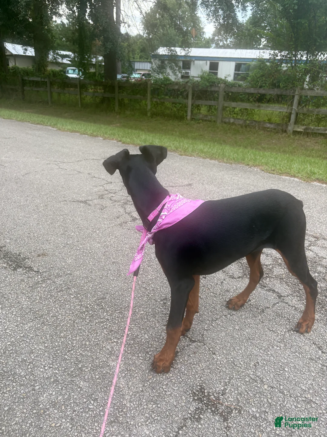 Doberman Pinscher dogs for sale: Doberman Pinscher , zebedy  - Ad 2