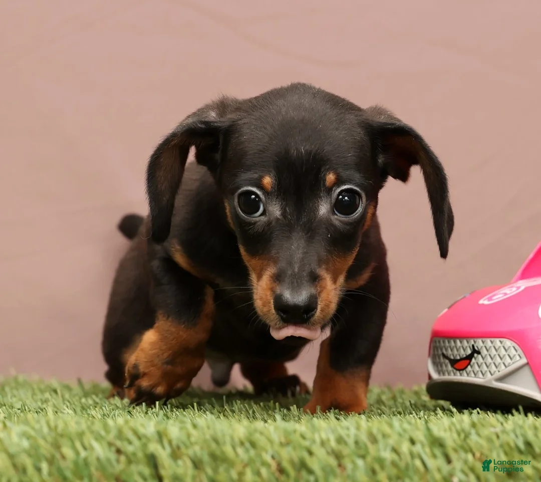 Miniature Dachshund dogs for sale: Quincy - Ad 6