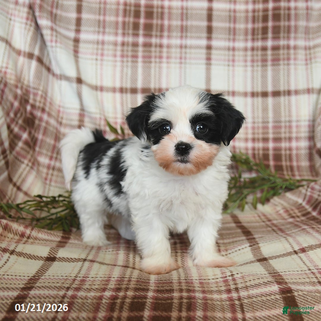 Teddy Bear dogs for sale: Winter - Ad 4