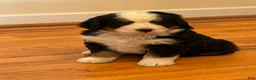 Bernese Mountain Dog dogs for sale: Dean - Ad 2