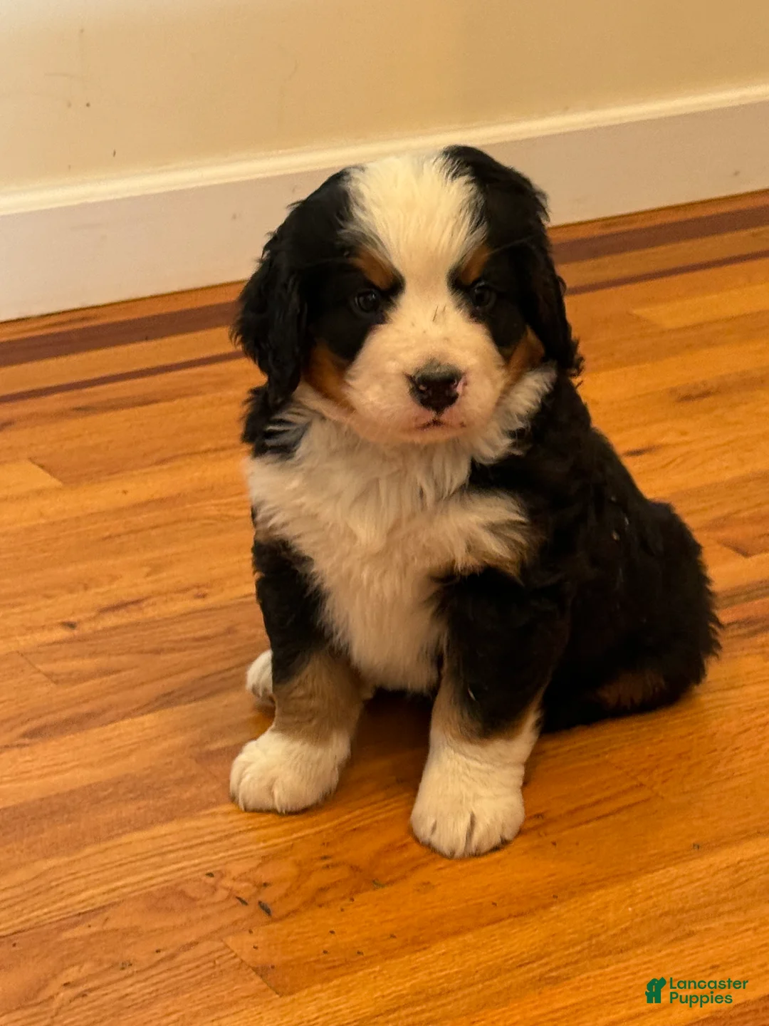 Bernese Mountain Dog dogs for sale: Dean - Ad 2