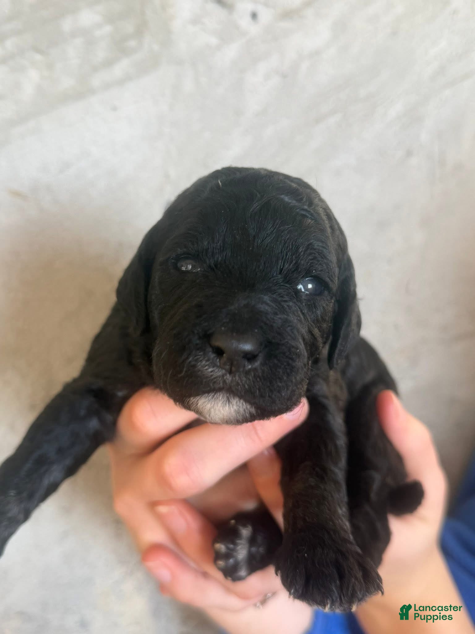 Goldendoodle dogs Colby - Ad 27