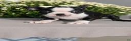 Boston Terrier dogs for sale: Trixie - Ad 8