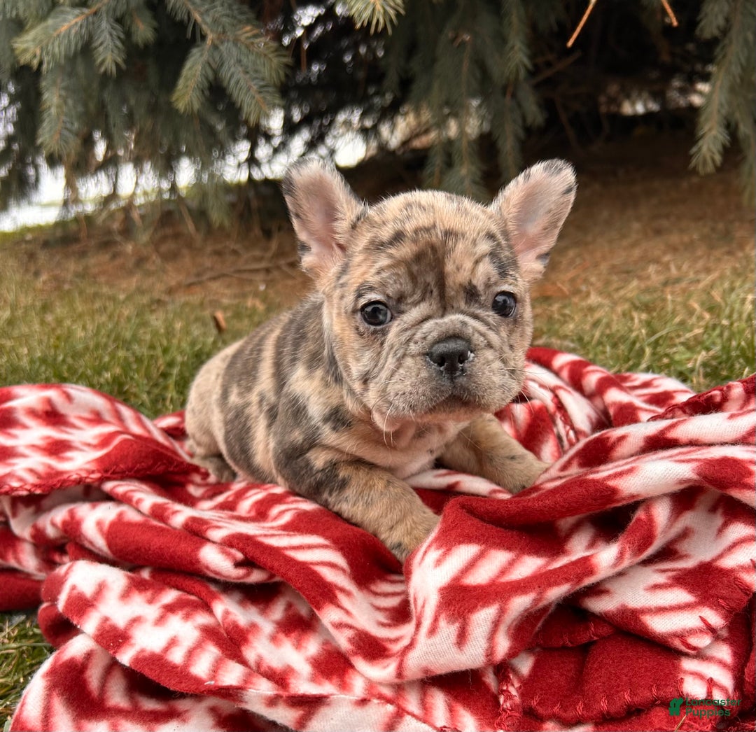 French Bulldog dogs for sale: Khloe - Ad 5