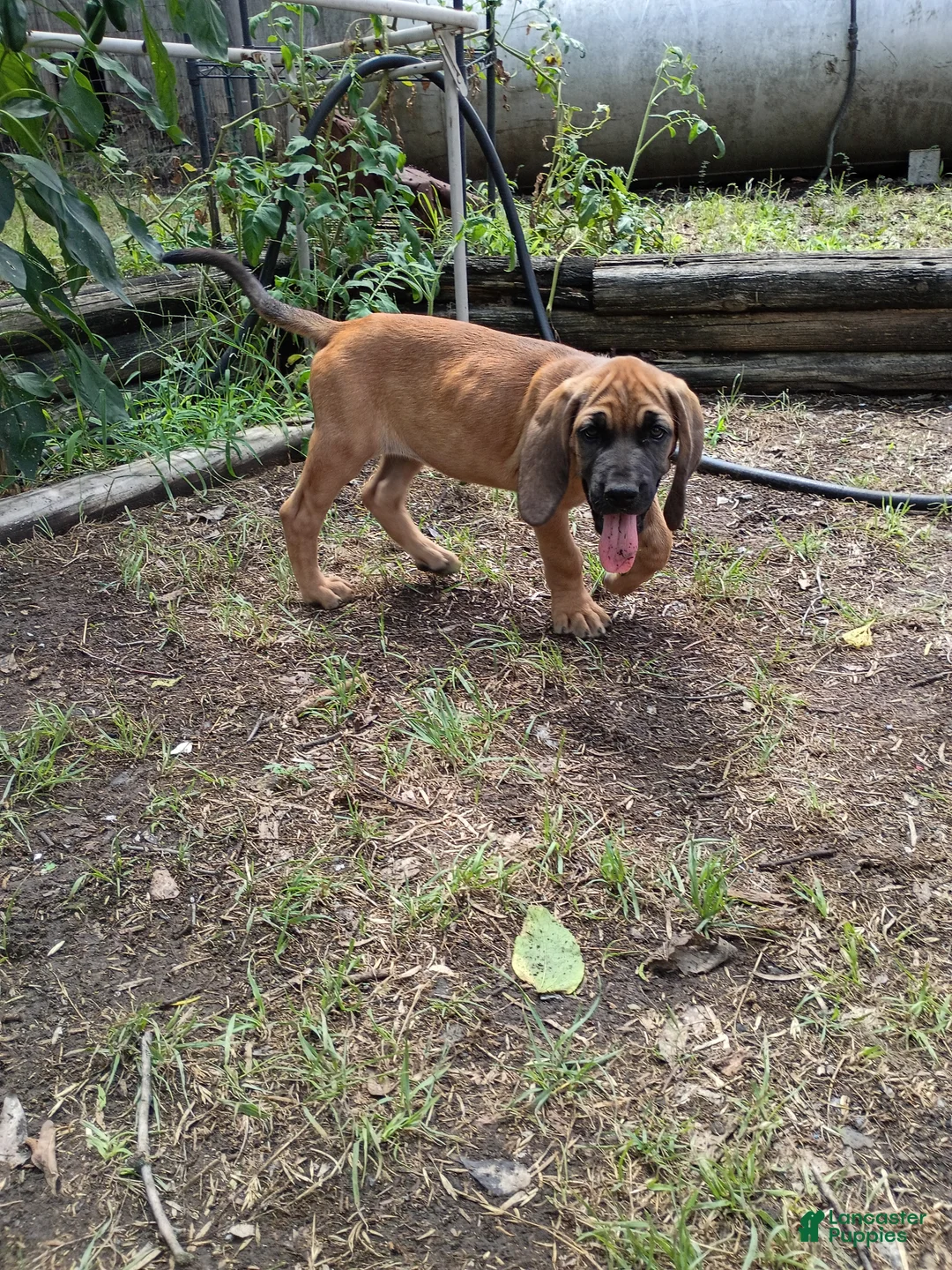 Mixed Breed dogs for sale: Valentine - Ad 2