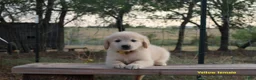 Golden Retriever dogs for sale: Lily - Ad 1