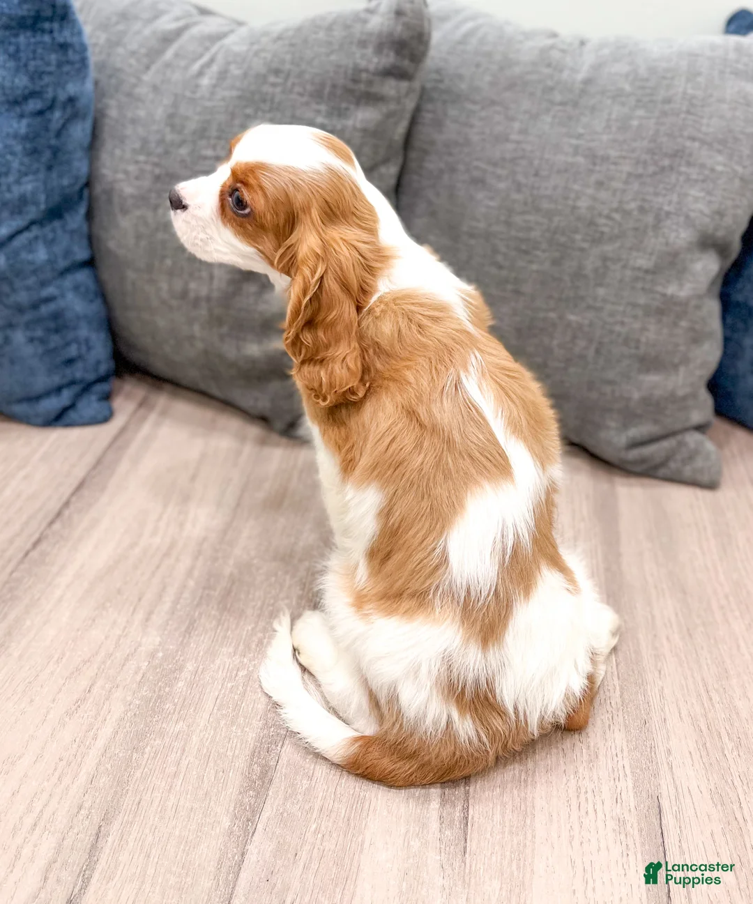 Cavalier King Charles Spaniel dogs for sale: Quincy - Ad 5