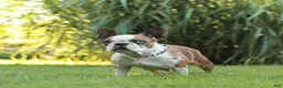Frenchton dogs for sale: Ruby - Ad 6