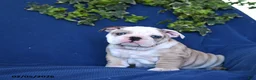 English Bulldog dogs for sale: Duke - Ad 3
