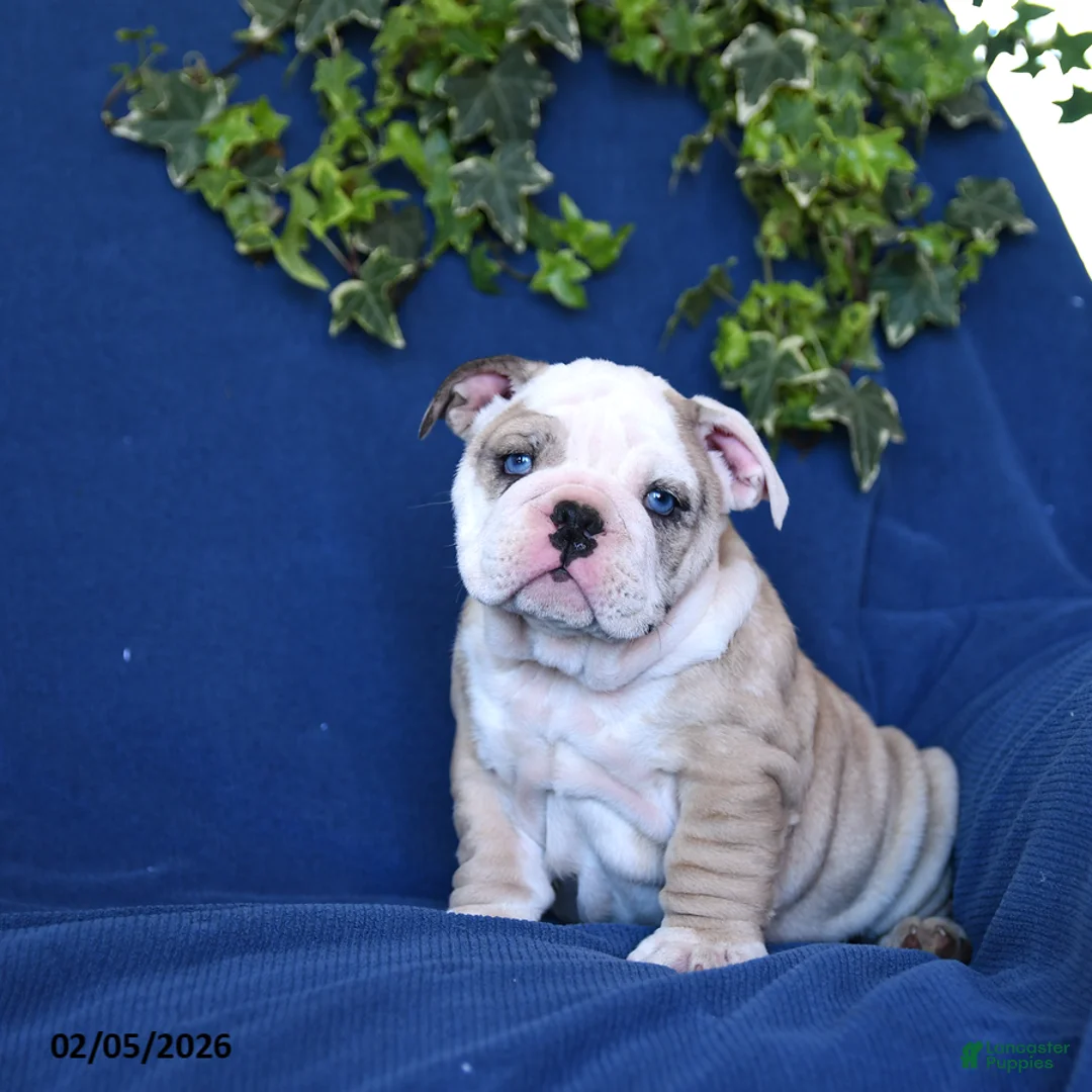 English Bulldog dogs for sale: Duke - Ad 3