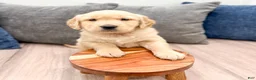 Golden Retriever dogs for sale: Dexter - Ad 3