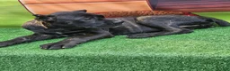 Cane Corso dogs for sale: ELLA - Ad 8