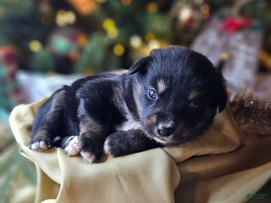 Mixed Breed dogs for sale: The Enchanted Pomalier 🐾 - Ad 16