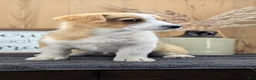 Welsh Corgi Pembroke dogs for sale: Nadia - Ad 3