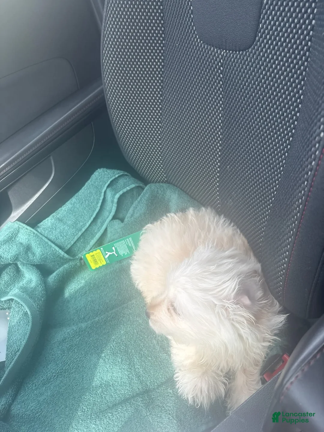 Mixed Breed dogs for sale: Mixed Breed 1 - Ad 2
