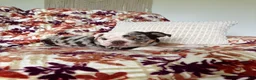 English Bulldog dogs for sale: English Bulldog 1 - Ad 7