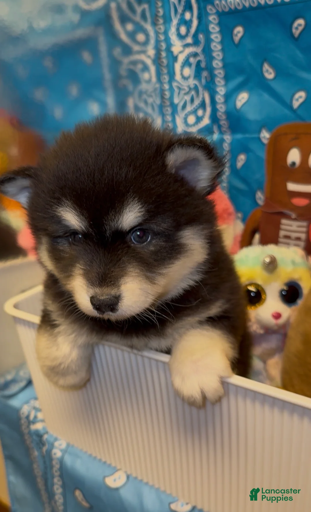 Pomsky dogs for sale: Pomsky 2 - Ad 2