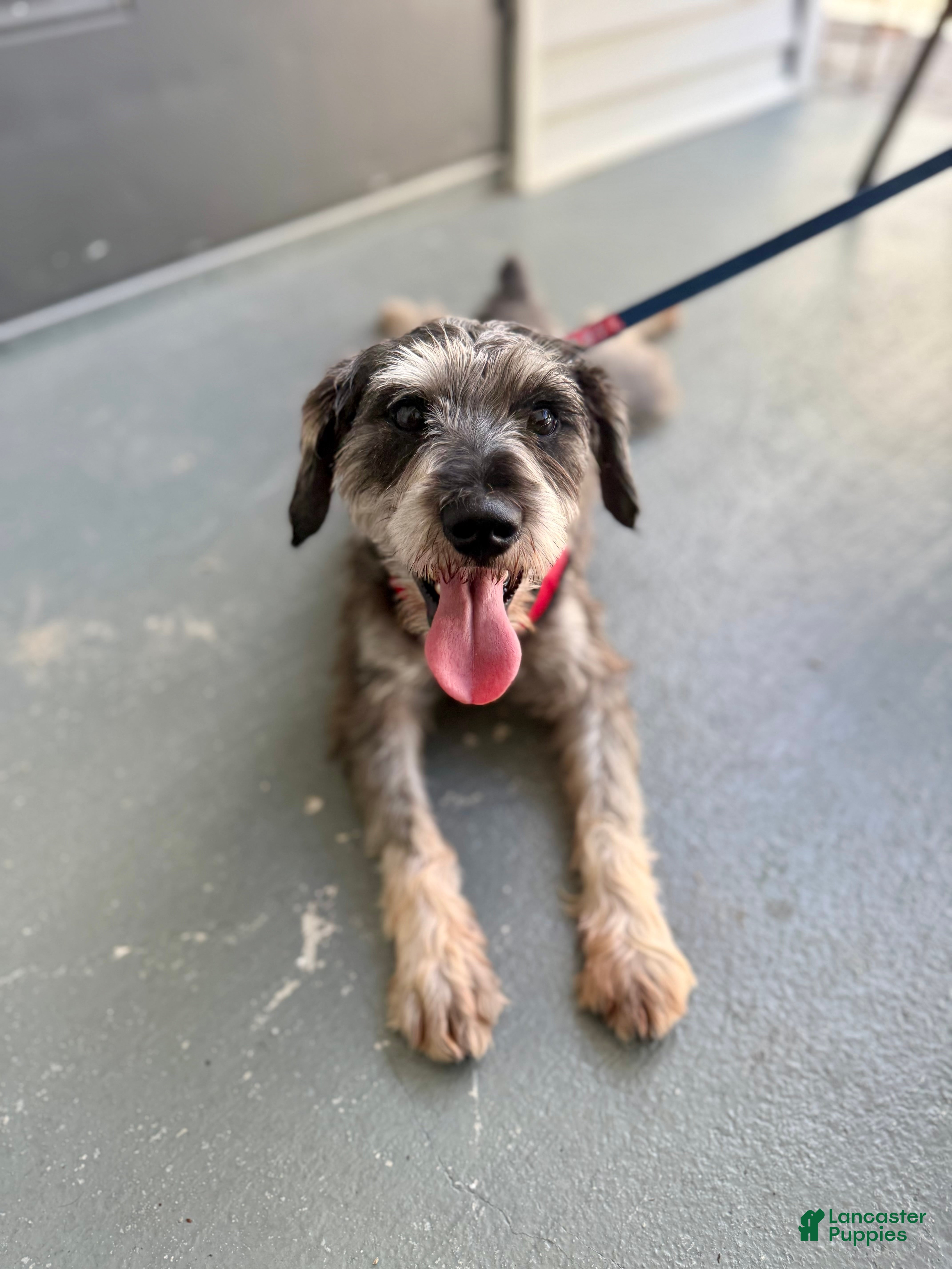 Miniature Schnauzer dogs Yoshi  - Ad 1