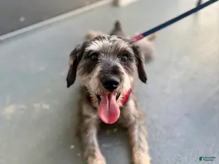 Miniature Schnauzer dogs Yoshi - Ad 1