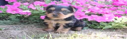 Morkie dogs for sale: Cookie - Ad 3