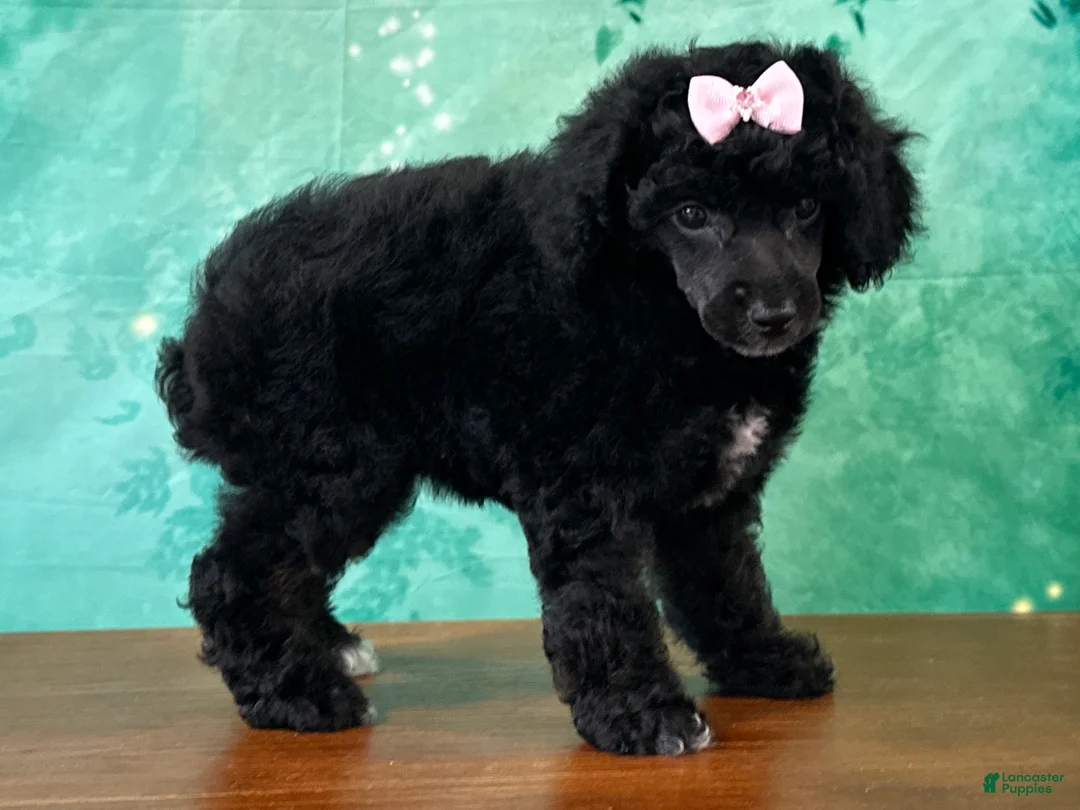 Miniature Poodle dogs for sale: Mulan - Ad 2