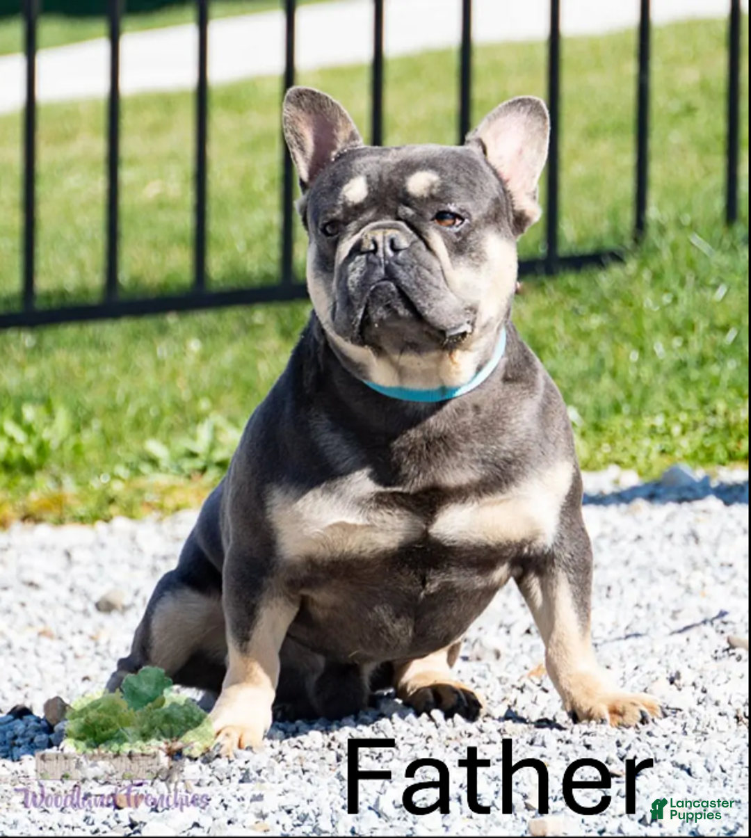 French Bulldog dogs for sale: Todd - Ad 9