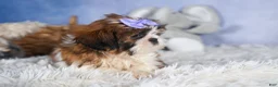 Shih Tzu dogs for sale: CHLOE - Ad 3