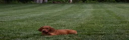 Irish Setter dogs for sale: Willow - Ad 4