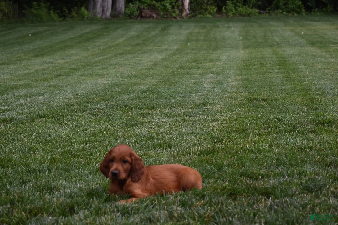 Irish Setter dogs for sale: Willow - Ad 4