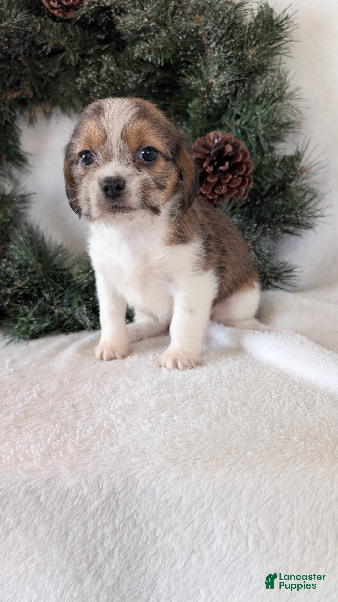 Mixed Breed dogs for sale: Mia  - Ad 1