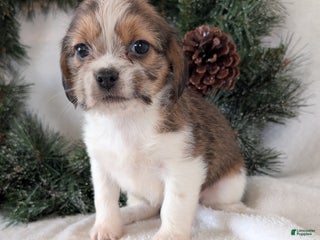 Mixed Breed dogs Mia - Ad 39