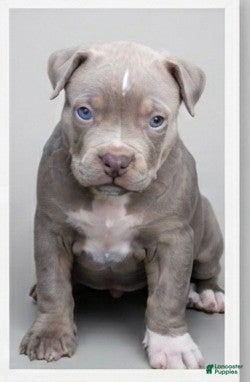 American Bully dogs Bruno - Ad 1