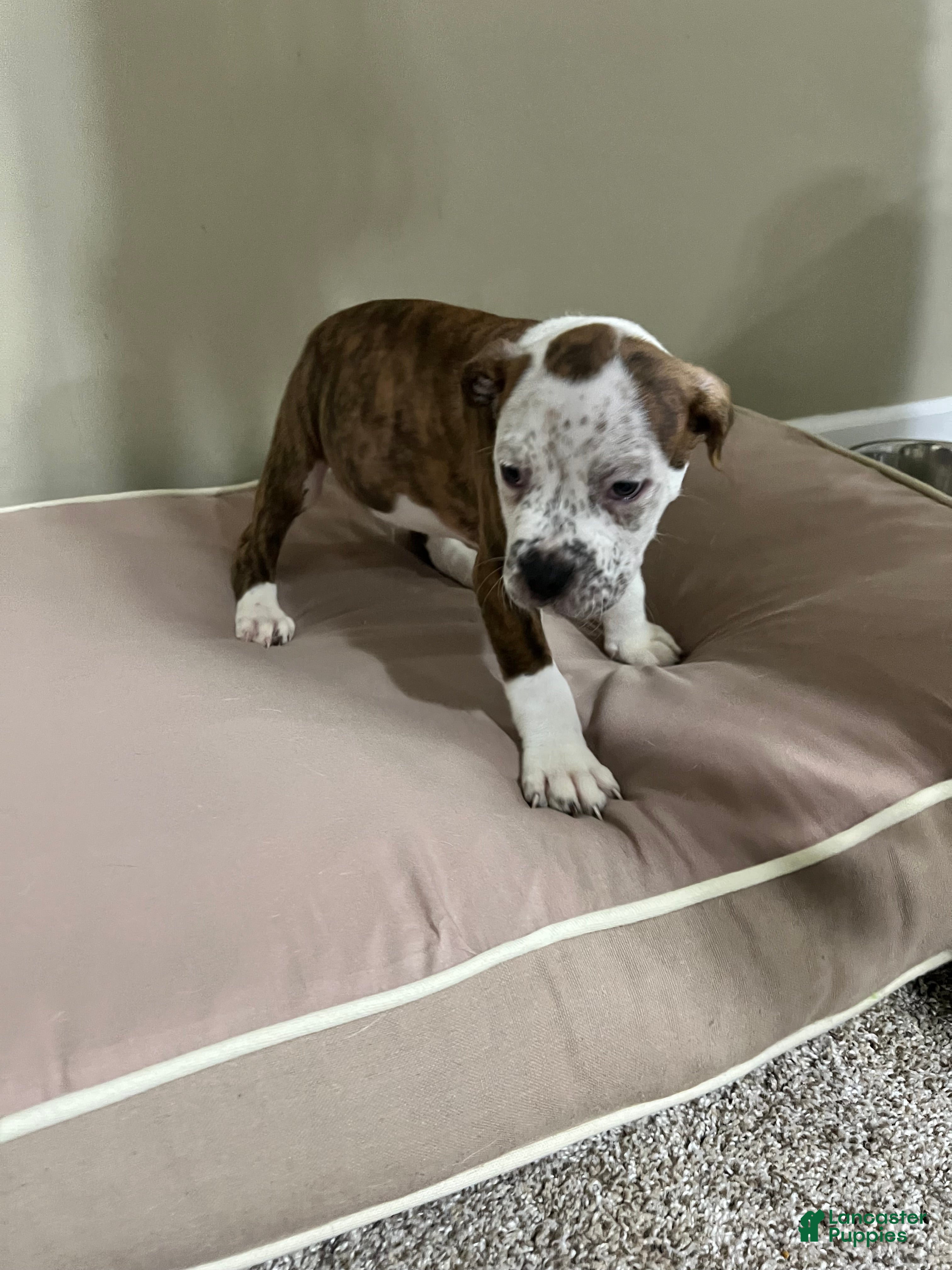 Mixed Breed dogs Mixed Breed Puppy 2 - Ad 8