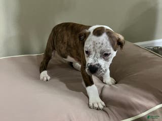 Mixed Breed dogs Mixed Breed Puppy 2 - Ad 8