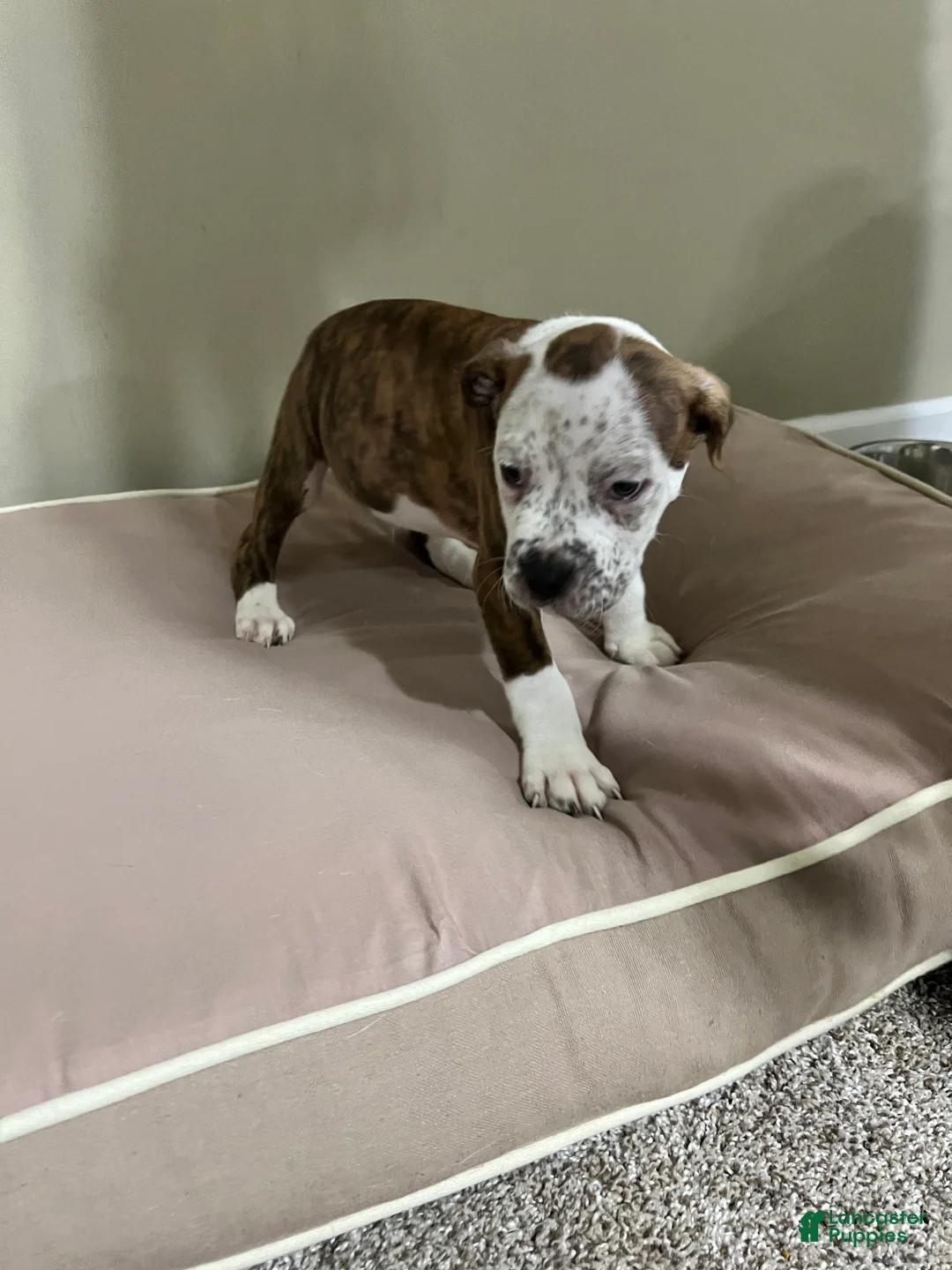 Mixed Breed dogs for sale: Mixed Breed Puppy 2 - Ad 1