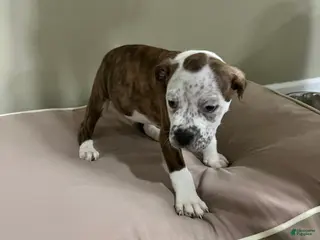 Mixed Breed dogs Mixed Breed Puppy 2 - Ad 15