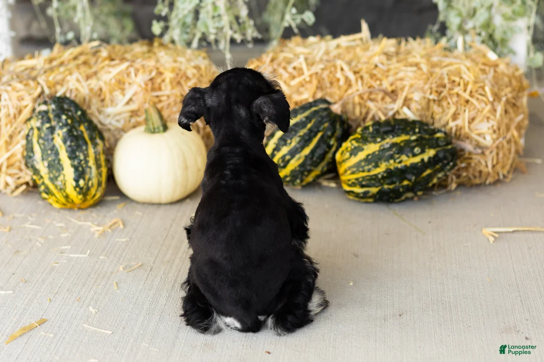 Miniature Schnauzer dogs for sale: Sophia  - Ad 6