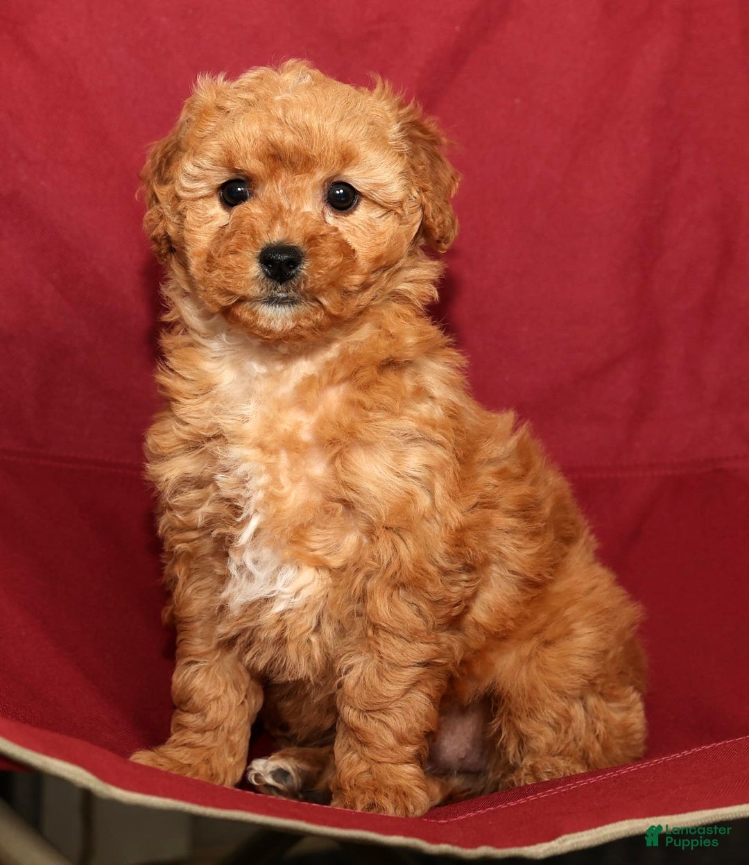 Miniature Poodle dogs for sale: Kris - Ad 6