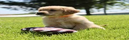 Golden Retriever dogs for sale: Cookie - Ad 7