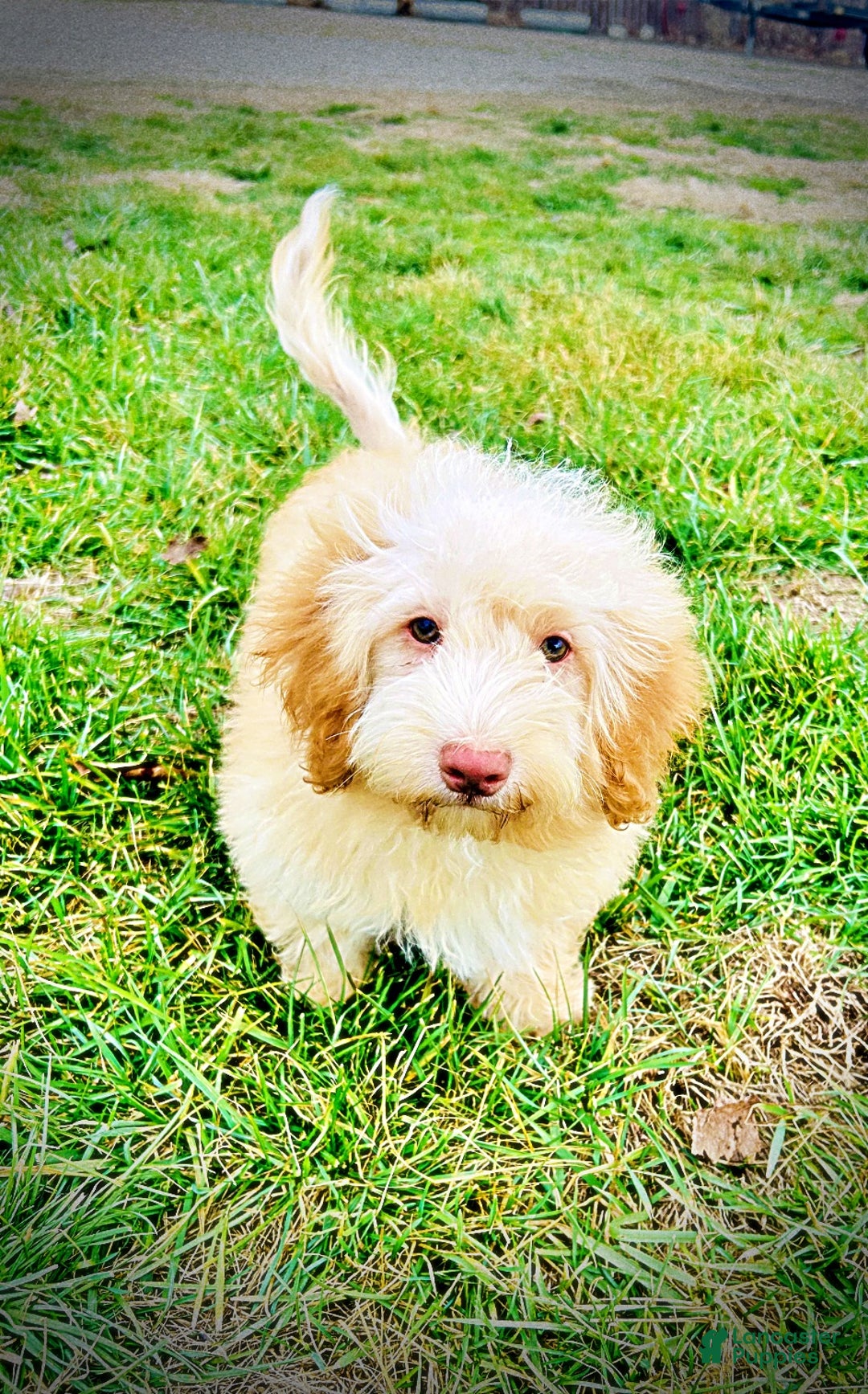 Havapoo dogs for sale: Ranger - Ad 12