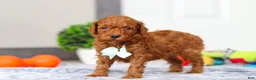 Mini Goldendoodle dogs for sale: Mitch - Ad 5