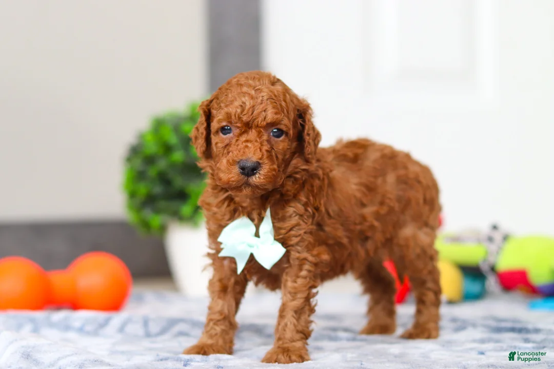 Mini Goldendoodle dogs for sale: Mitch - Ad 5