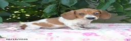 Miniature Dachshund dogs for sale: Wiley - Ad 1