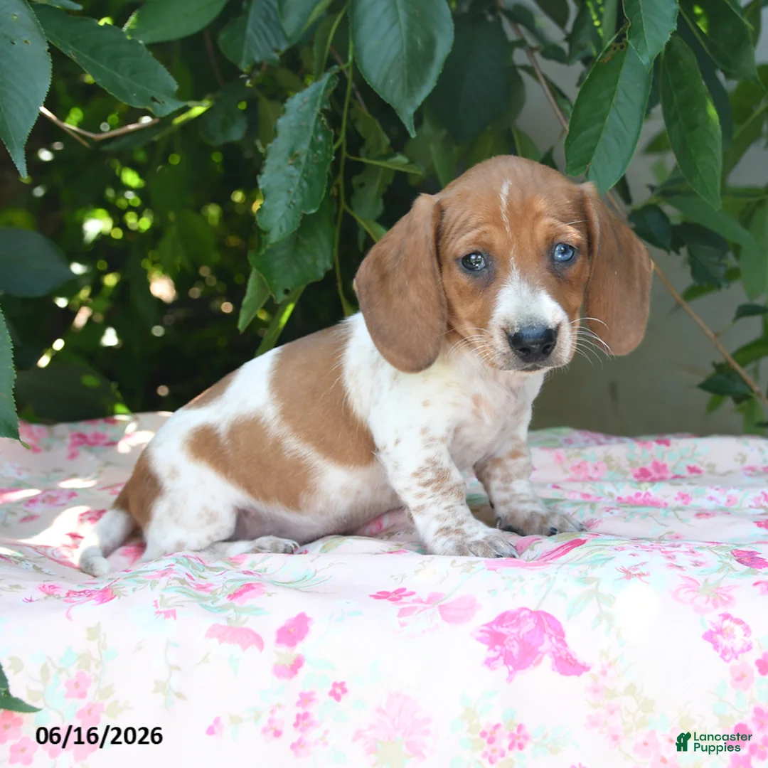 Miniature Dachshund dogs for sale: Wiley - Ad 1